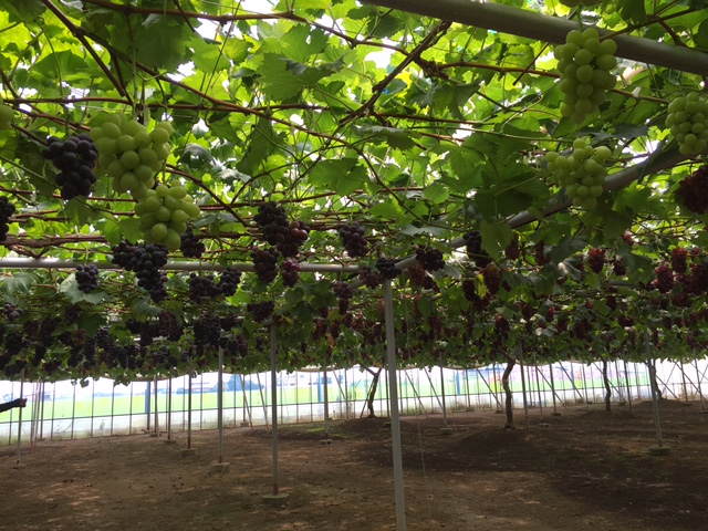 ブドウ園②